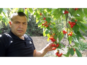 Napolyon Kirazın Kilosu 12 Lira