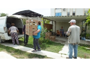 Burhaniye Türkiye’nin Stevia Üretim Merkezi Oldu