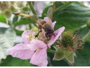 Ordu, Dünya Balının Yüzde 1’ini Üretiyor