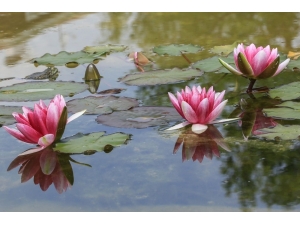 140 Çeşit Nilüfer Çiçek Açtı