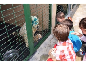 Minik Öğrencilere Hayvan Sevgisi Aşılandı