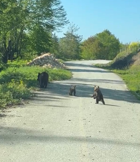 kardeslerin-anne-ayi-ve-yavrulari-ile-sohbeti-gulumsetti