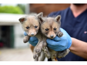 Yavru Tilkilere Özel İlgi