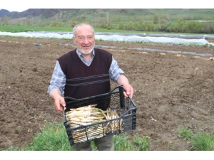 Köyüne Dönen Gurbetçi Kuşkonmaz Üretimine Başladı