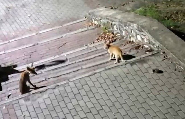 tilki-kedi-ve-kirpi-bulusmasi-kamerada