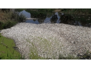 Söke’de Toplu Balık Ölümleri