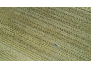 Çukurova’da Buğday Bereketi