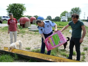 Kartepe’de Sokak Hayvanları Yalnız Kalmıyor
