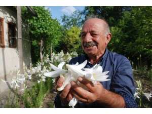 Çiçeğinin Kilosu 120 Lira, Yağı 5 Bin Avro