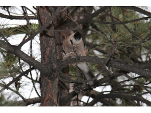 Alakarganın Bülbül Avı Görüntülendi
