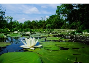 Türkiye’nin En Büyük Longoz’u Ziyaretçilerini Bekliyor