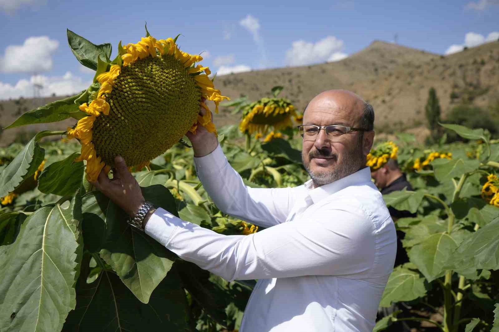 gumushane-de-aycicegi-bereketi-200-donumden-60-ton-rekolte-bekleniyor