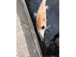 Liman İçinde Ölü Yunus Başlığı Bulundu