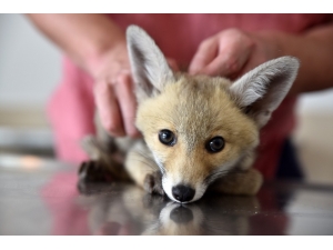 Yavru Tilki Ve Baykuş Koruma Altında