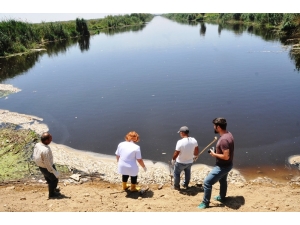 Ölü Balıklar Kilometre Uzunluğundaki Nehre Yayıldı