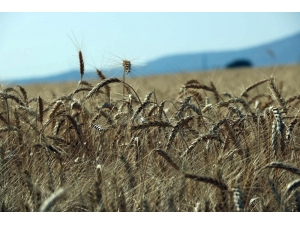 Hasadı Başlayan Buğday Çiftçiyi Mutlu Etmedi
