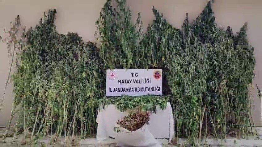 orman-icine-ekilen-kenevir-tarlasini-jandarma-tespit-etti
