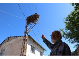 Göçmen Leylekler Köy Sakini Gibi