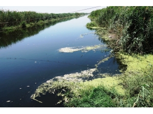 Vali Köşger: “Balık Ölümlerine Neden Olanlar Cezalandırılacak”