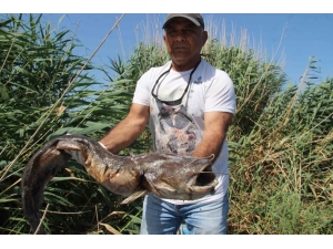 Söke’deki Ölü Balıklar Ege Denizi’ne Ulaştı