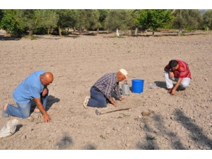 Kavun Tohumu Toprakla Buluştu
