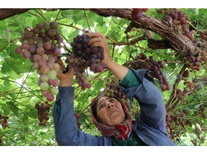 Yılın İlk Üzüm Hasadı Üreticiyi Memnun Etti