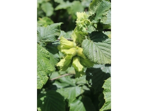 2018 Dünya Fındık Rekoltesinde İlk Tahminler Açıklandı