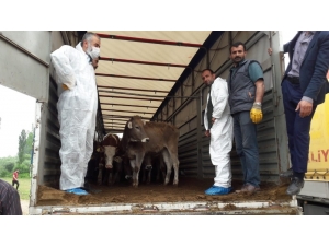 Çaycuma’da 198 Düve Dağıtıldı