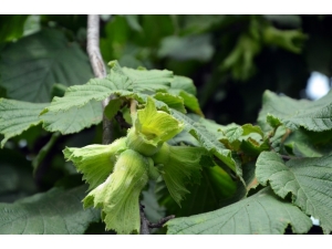 Inc’ye Rekolte Tepkisi