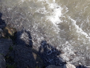 Uçan Balıkların Göçü Devam Ediyor