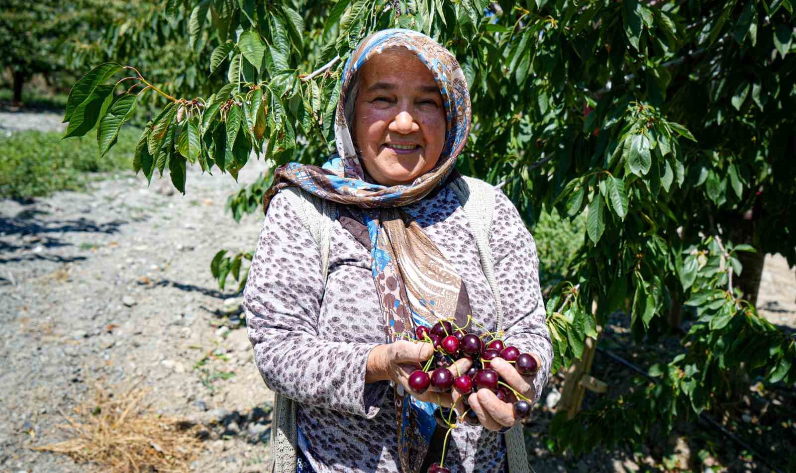 ankara-da-gecen-yil-don-vuran-kiraz-bahcelerinde-bu-yil-80-tonluk-rekolte-bekleniyor