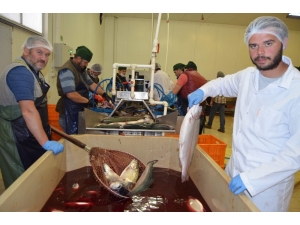 Trabzon’dan Uzakdoğu’ya Somon İhracı