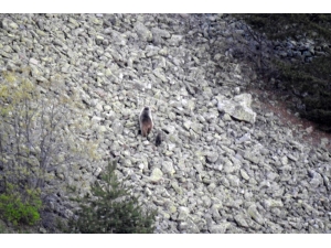 Anne Ve Yavru Boz Ayı Gümüşhane’de Kameralara Takıldı