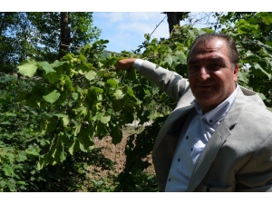 Arslantürk Dünya Fındık Rekoltesi Tahminini Değerlendirdi