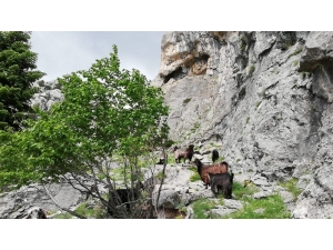 Dağda Mahsur Kalan Keçileri Kurtarmak İçin Canlarını Tehlikeye Attılar