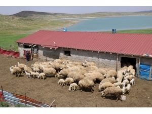 Üniversite Mezunu Kadın Koyun Çiftliği Kurdu