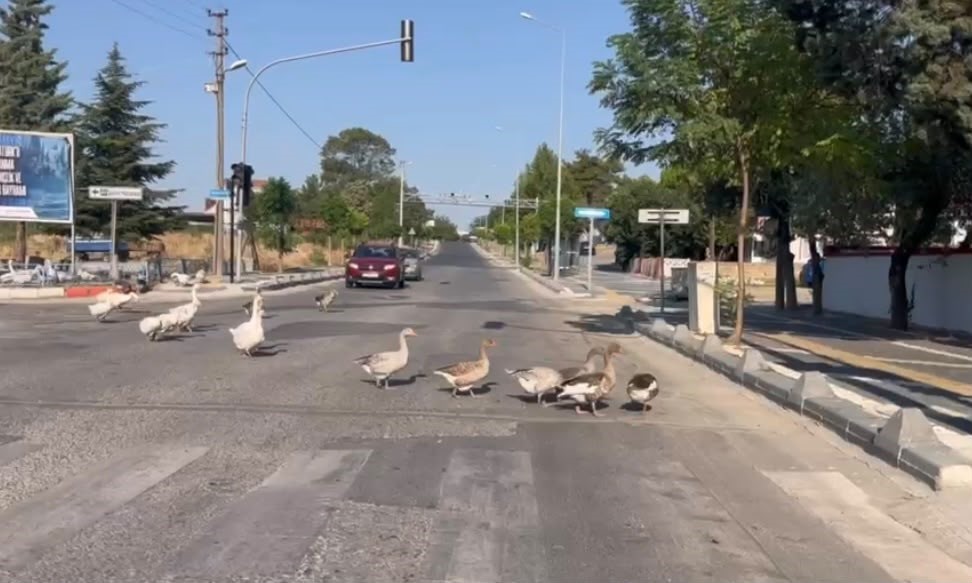 suruculeri-gulumseten-anlar-kazlar-trafigi-durdurdu