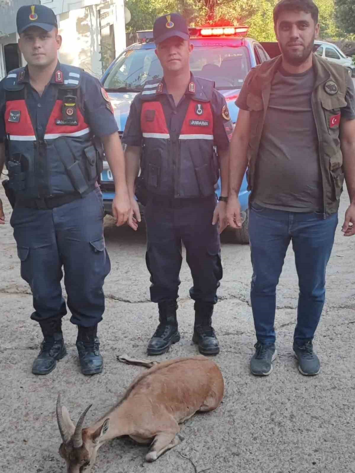 yarali-dag-kecisini-jandarma-kurtardi