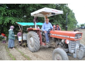 Bafralı Tütün Üreticileri Destek İstiyor