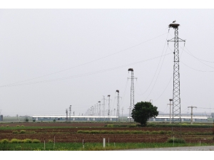 Türkiye’deki Kuraklık Afrika’daki Kuş Türlerini De Etkiliyor