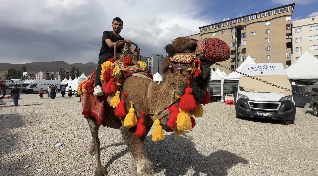yuksekova-ya-getirilen-develer-ve-midilli-atlari-ilgi-gordu