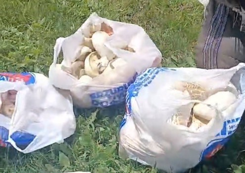 erzurum-da-saganak-yagislarin-ardindan-mantar-bereketi-45-dakikada-posetler-doldu