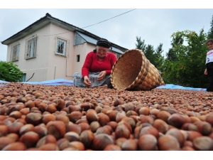 Düzce’den 4 Ayda 6 Bin 615 Ton Fındık İhraç Edildi