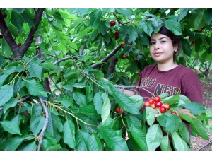 Kirazda Fiyat Düştü, Üretici Zararda