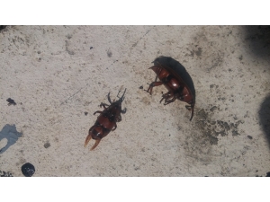 Akdeniz’in Simgesi Palmiyeler Koruma Altında