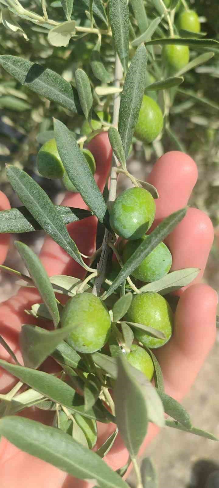 didim-de-zeytin-ureticilerine-sinek-uyarisi