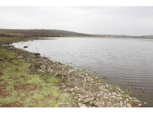 Binlerce Balık Kıyıya Vurdu