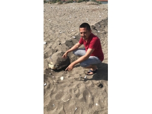 Kumluca’da Başı Ezilmiş Caretta Ceratta Bulundu