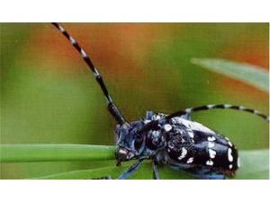 “Drakula” Trabzon’da Ortaya Çıktı