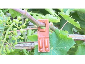 Bağlarda Salkım Güvesine Karşı Biyolojik Mücadele